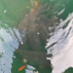 phoca_thumb_m_za kaprem 5 Fotogalerie